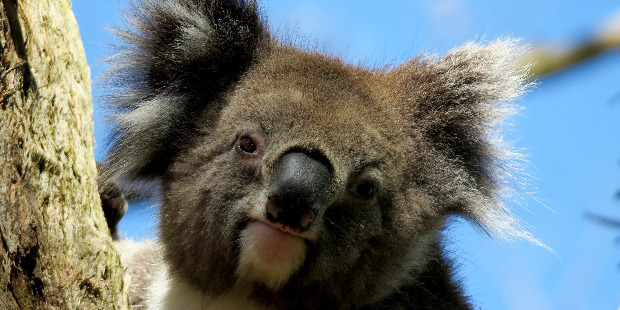 Cheap flights from Berlin Germany to Melbourne - Australia Australia for only 507 EUR roundtrip.